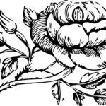 Mia Maid Rose Symbol